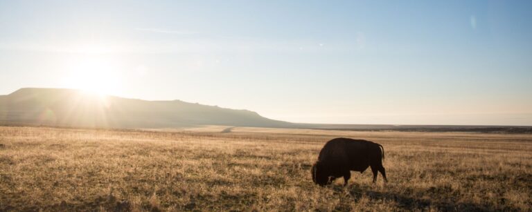 White Bison Wellbriety: A Native-Centered Path to Sobriety and Wellness